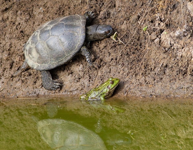 Tartaruga palustre europea Emys orbicularis Una tartaruga crogiolarsi sulla spiaggia una rana siede accanto ad essa