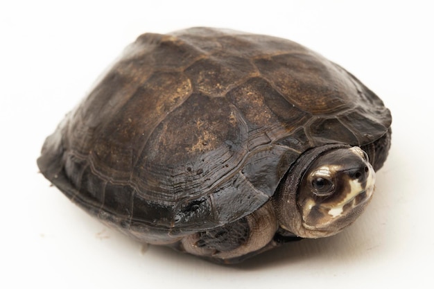 Tartaruga palustre nera Siebenrockiella crassicollis Tartaruga lumaca malese Black Smiling Terrapin