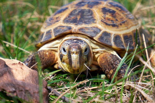 Tartaruga russa nell'erba verde da vicino