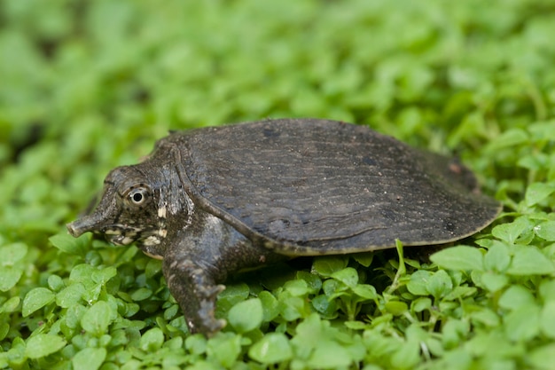 Tartaruga softshell asiatica comune