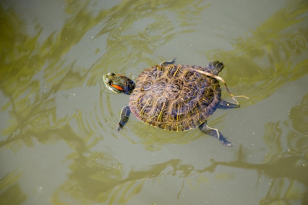 Tartaruga solitaria che nuota in un lago