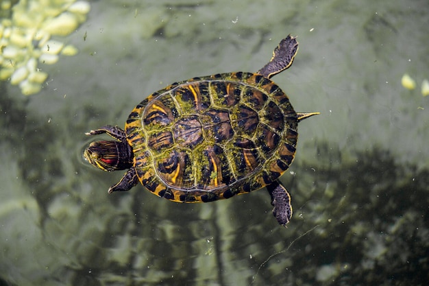 Tartaruga solitaria trovata in riva a un lago