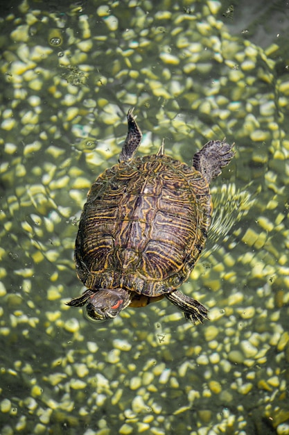 Tartaruga solitaria trovata in riva a un lago