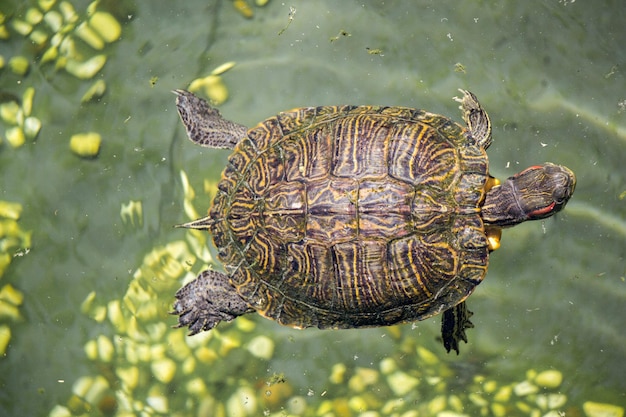 Tartaruga solitaria trovata in riva a un lago