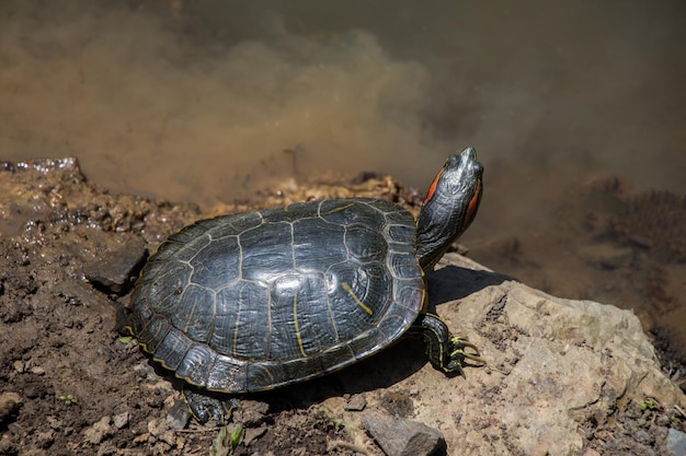 Tartaruga solitaria trovata in riva a un lago