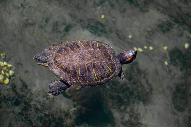 Tartaruga solitaria trovata in riva al lago