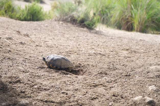 tartaruga sputata nel suo habitat