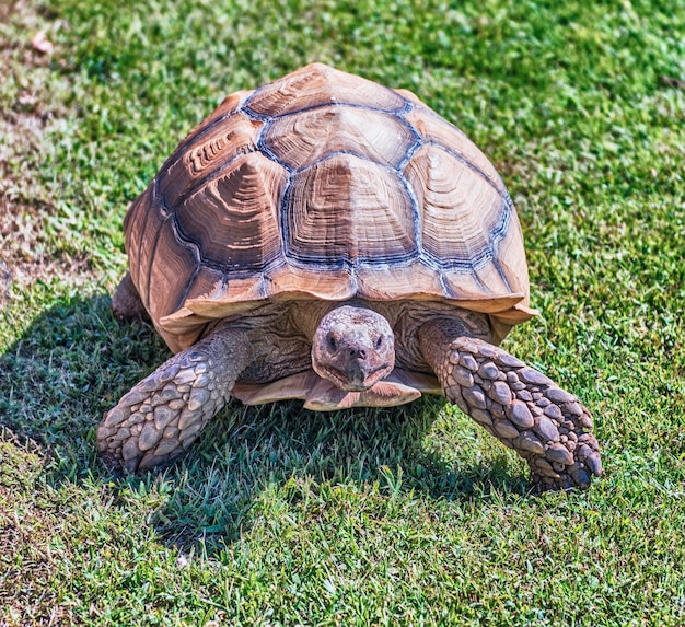 Tartaruga stimolata africana sull'erba