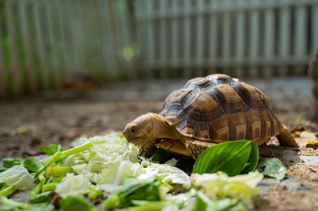 Tartaruga Sucata che mangia verdure