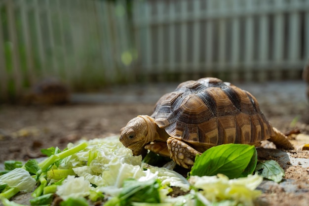 Tartaruga Sucata che mangia verdure