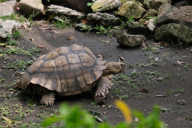 Tartaruga Sulcata che cammina sul terreno bagnato