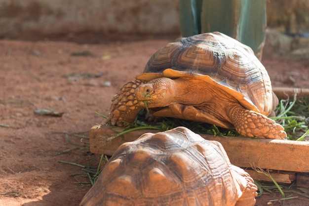 Tartaruga sulcata, tartaruga africana (Geochelone sulcata)