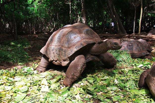 Tartaruga sull'isola carceraria di Zanzibar, Tanzania