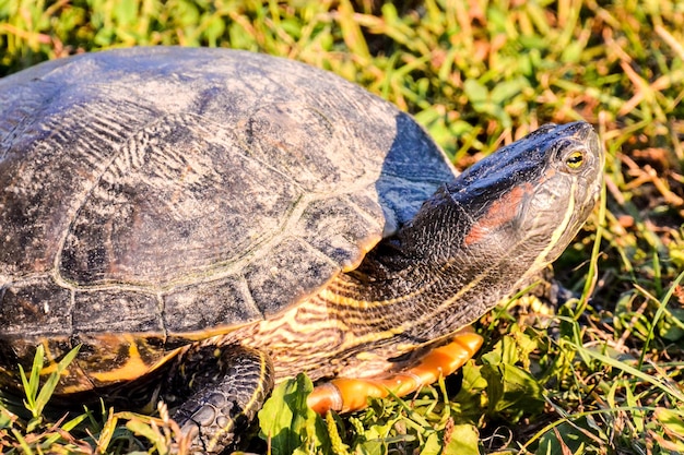 Tartaruga Trachemys Scripta Elegans