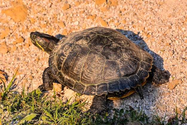 Tartaruga Trachemys Scripta Elegans