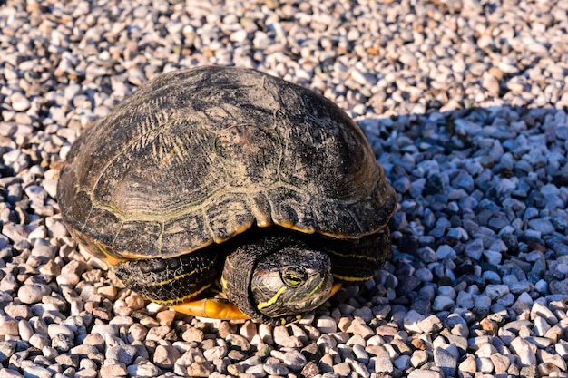 Tartaruga Trachemys Scripta Elegans