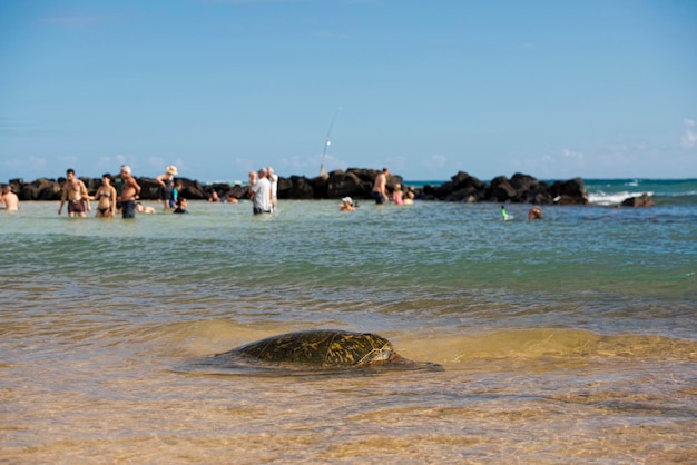 Tartaruga verde che nuota vicino alla riva alle Hawaii