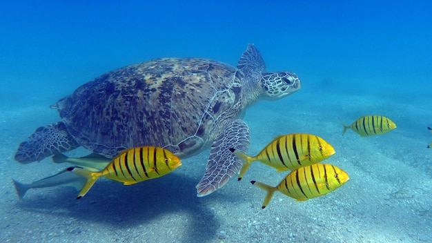 Tartaruga verde. Le tartarughe verdi sono le più grandi di tutte le tartarughe marine.