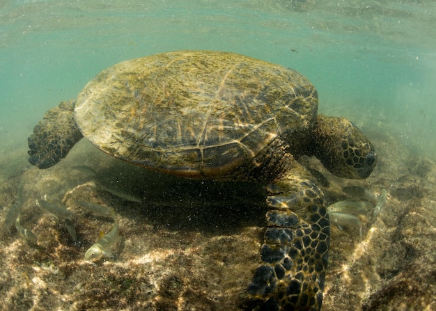 Tartaruga verde sott'acqua da vicino vicino alla riva