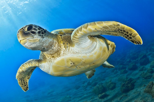 Tartaruga verde sotto il mare