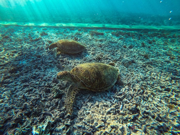 Tartarughe marine verdi sulla Grande Barriera Corallina in Australia