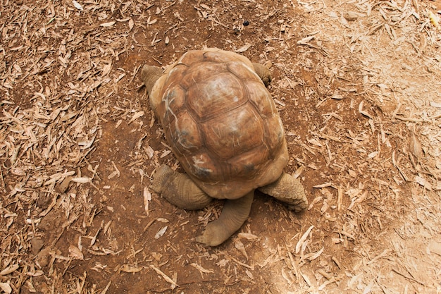 Tartarughe terrestri