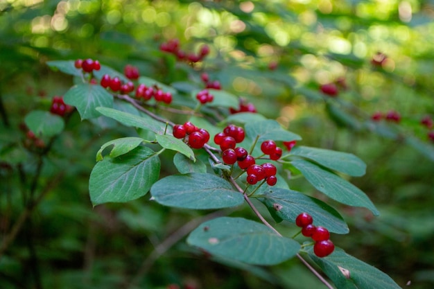 Tatarian Caprifoglio Lonicera tatarica nel parco