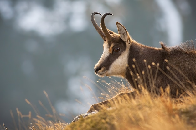 Tatra camoscio sdraiato nell'erba nella natura autunnale in primo piano