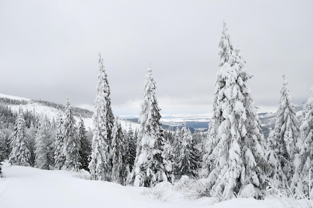 Tatras Vista della foresta invernale innevata dei Tatra dei Tatra