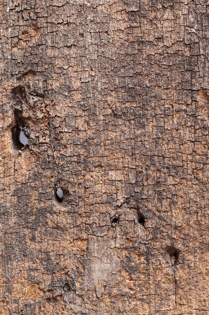 Tavola di legno vecchia di texture di sfondo.