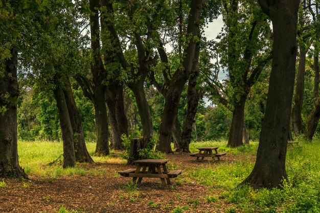 tavoli da pic-nic nei boschi tra gli alberi del parco italiano di Capodimonte a Napoli