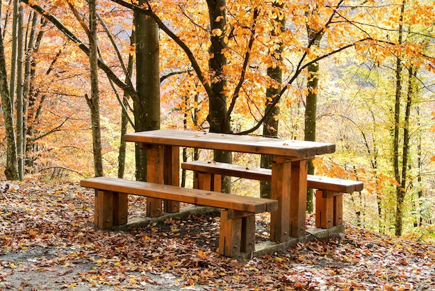 Tavolo e panca in legno nella foresta, alberi con foglie colorate gialle, arancioni, rosse, marroni, verdi