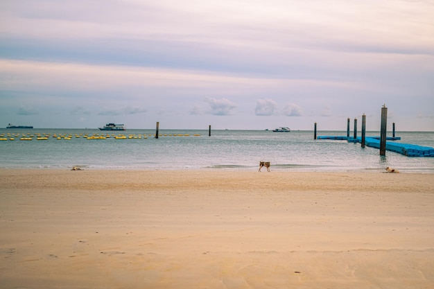 Tawaen Beach all'isola di Larn Koh Larn Bellissimo il mare a Chonburi Thailandia