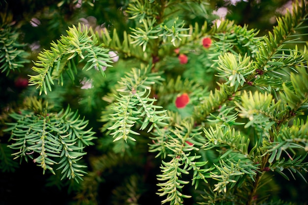 Taxus baccata albero di tasso sempreverde fogliame primo piano albero di tasso europeo con coni di semi rossi maturi e immaturi pianta velenosa con alcaloidi tossine Bellissimo sfondo di rami di albero sempreverde