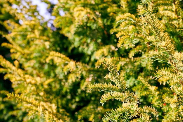 Taxus baccata albero di tasso sempreverde fogliame primo piano albero di tasso europeo con coni di semi rossi maturi e immaturi pianta velenosa con alcaloidi tossine Bellissimo sfondo di rami di albero sempreverde