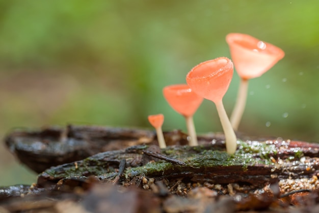 Tazza dei funghi arancio del fungo sul legno di decadimento nella foresta pluviale