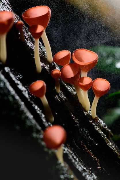 Tazza dei funghi rossa sull'albero nella foresta della Tailandia