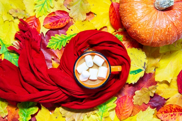 Tazza di cacao, zucca e una sciarpa su foglie autunnali colorate. Disposizione piatta.