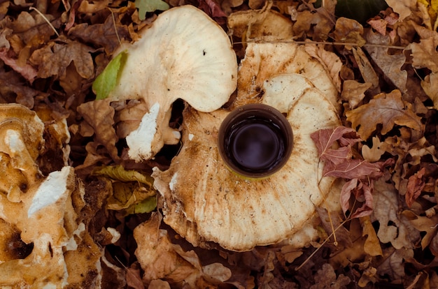 Tazza di caffè in autunno foglie cadute, colori marroni