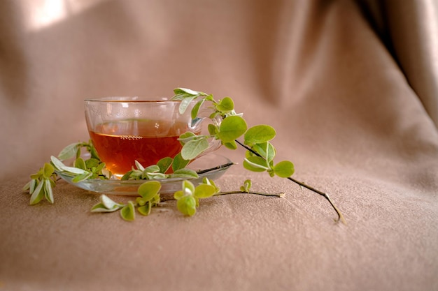 Tazza di tè di vetro vicino alla finestra con rami giovani verdi