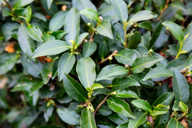 Tè Camellia sinensis le foglie superiori sui cespugli. Foglie di tè verde su un ramo.