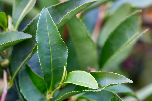 Tè Camellia sinensis le foglie superiori sui cespugli. Foglie di tè verde su un ramo.