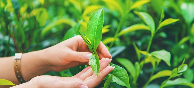 Tè che cresce nelle piantagioni di tè in Sri Lanka