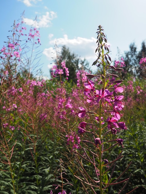 Tè ivan a foglia stretta Ivantea Kiprey tè a foglia stretta o Koporsky Chamaenerion angustifolium o Epilobium angustifolium Pianta erbacea perenne della famiglia delle Onagraceae di Cipro e Epilobium