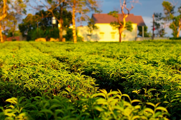 Tea Farm in Vietnam