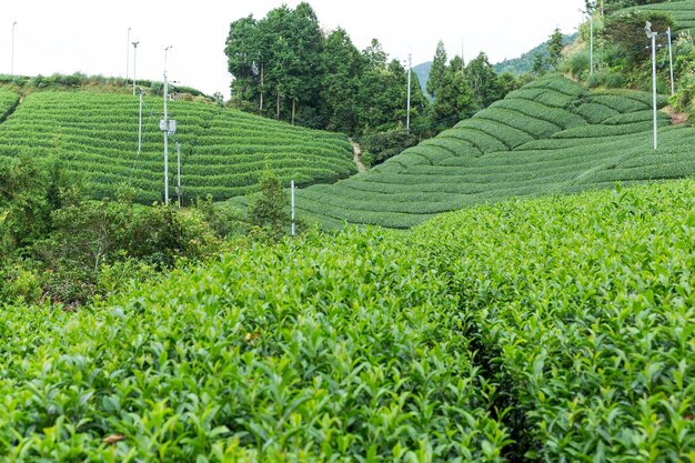 tea Green Farm