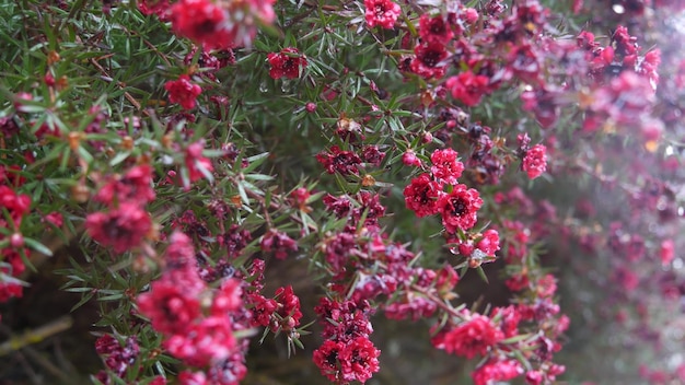 Tea tree o fiore di mirto leptospermum o manuka fioritura bagliore rubino o damasco rosso