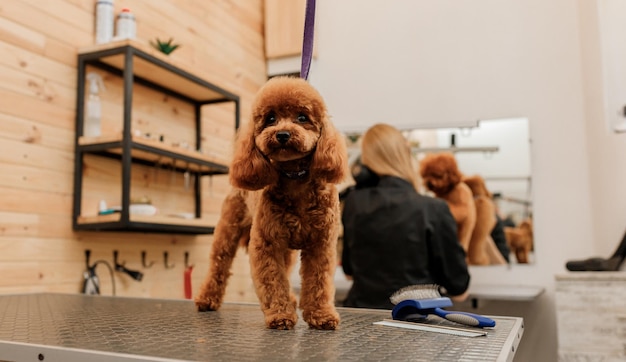 Teacup Poodle Dog sul tavolo da toelettatura in attesa di un taglio di capelli da un toelettatore professionista