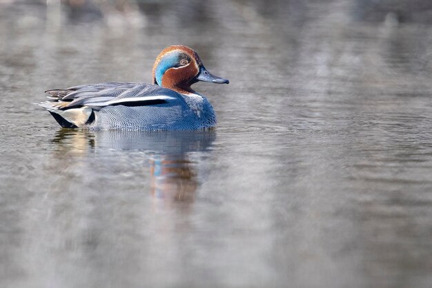 Teal Anas crecca Granada Spagna