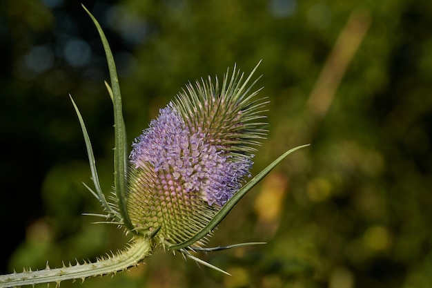 Teasel lat Dipsacus fiorisce nel giardino